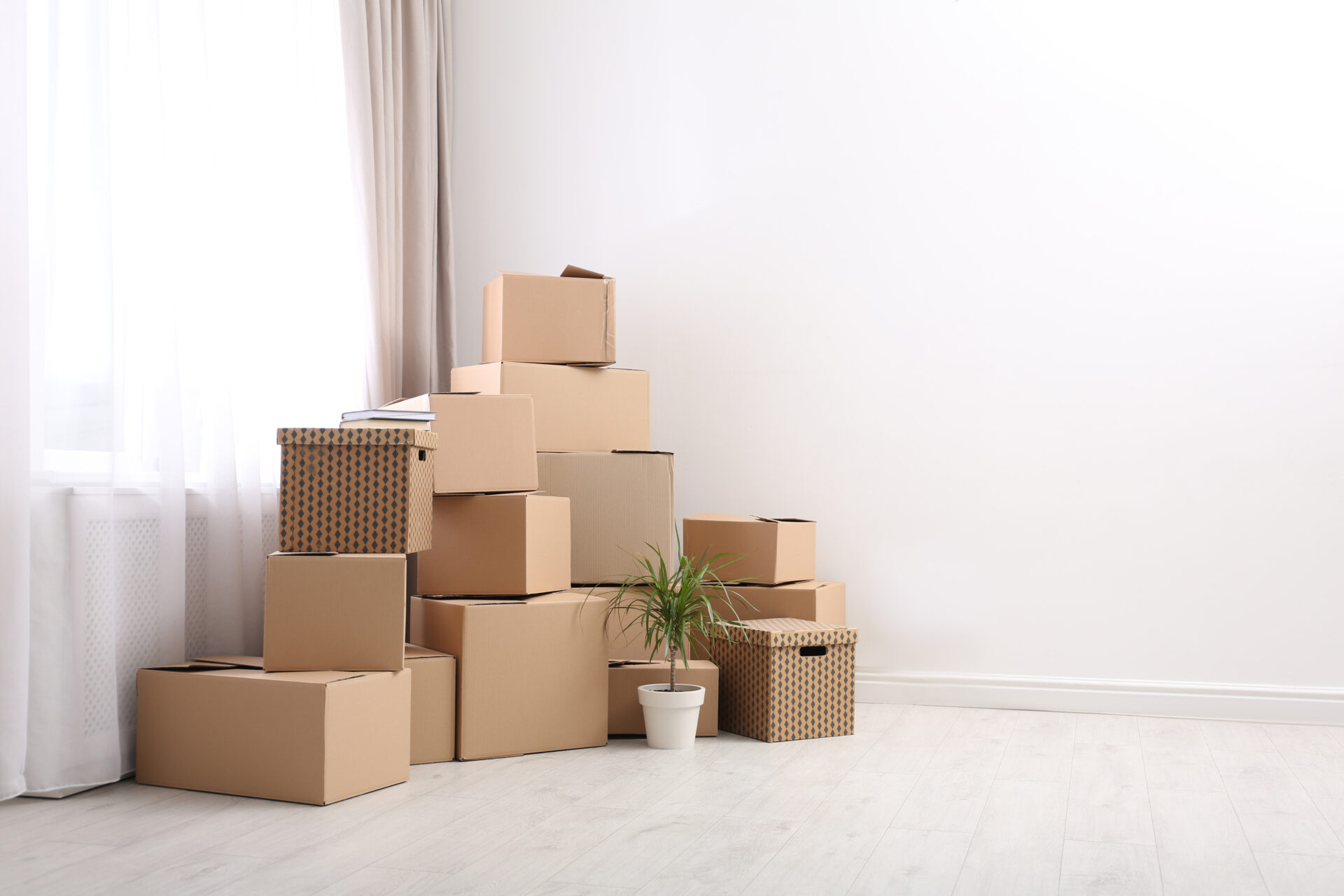 Moving boxes and potted plant